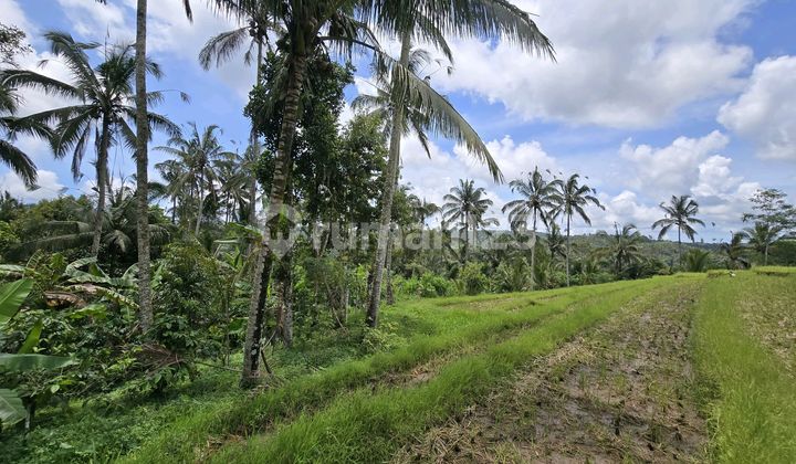Land for sale: garden, rice field, and hill views in Tabanan, Bali.