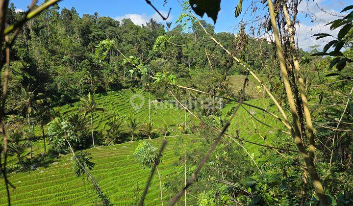 For Sale Cheap Coffee Plantation With Rice Field View In Tabanan Bali 2