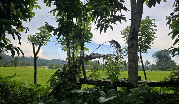 Land for sale. Garden view. Rice fields. Hill and mountain in Bali.