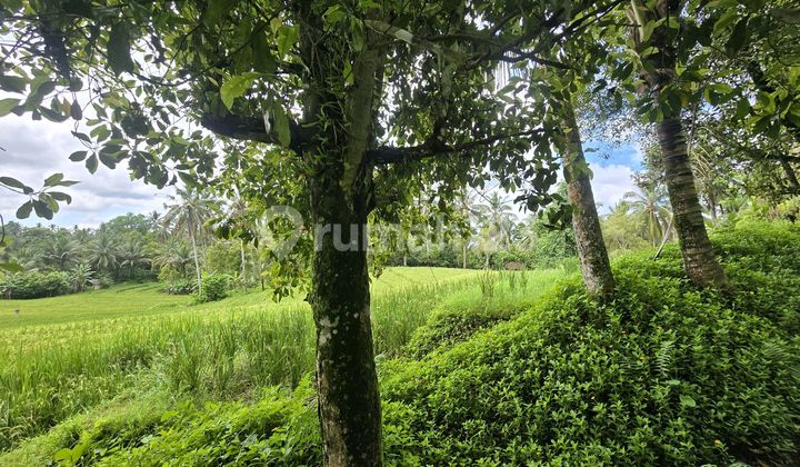 For sale.cheap.land.beautiful.rice.field.view.in.bali For sale.cheap.land.beautiful.rice.field.view.in.bali