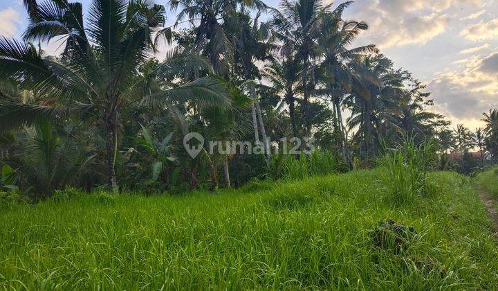 DIJUAL TANAH LOS SUNGAI DAN JUNGLE DI BALI 2