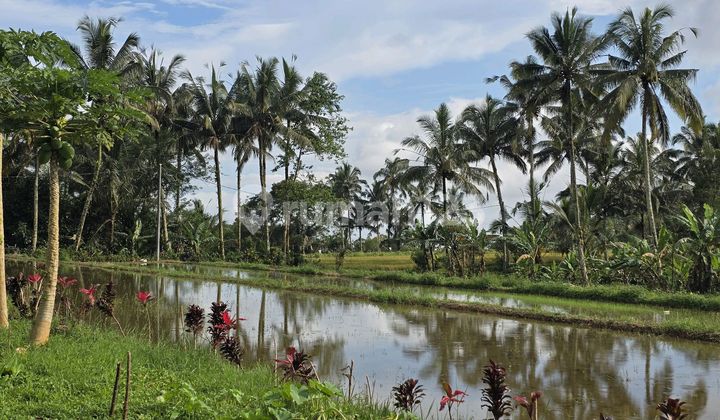 Land for sale in Bali with rice field view.