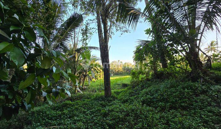 Cheap Mangosteen Durian Garden Land In Tabanan Bali 2