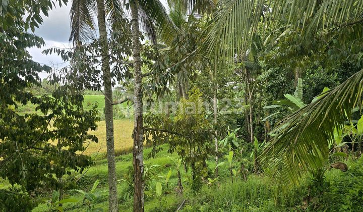 Dijual Tanah Kecil View Sawah di Tabanan Bali Dijual Tanah Kecil View Sawah di Tabanan Bali