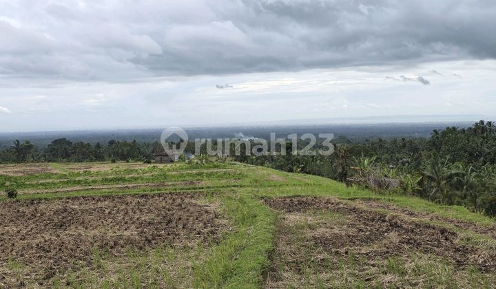 For Sale: Active Rice Field with Beautiful View in Penebel, Tabanan, Bali