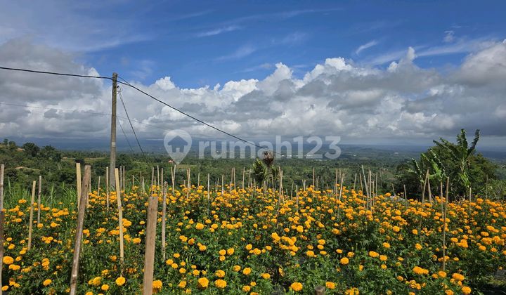 For Sale Rare Land with Mountain Valley Sea View in Bedugul Bali For Sale Rare Land with Mountain Valley Sea View in Bedugul Bali