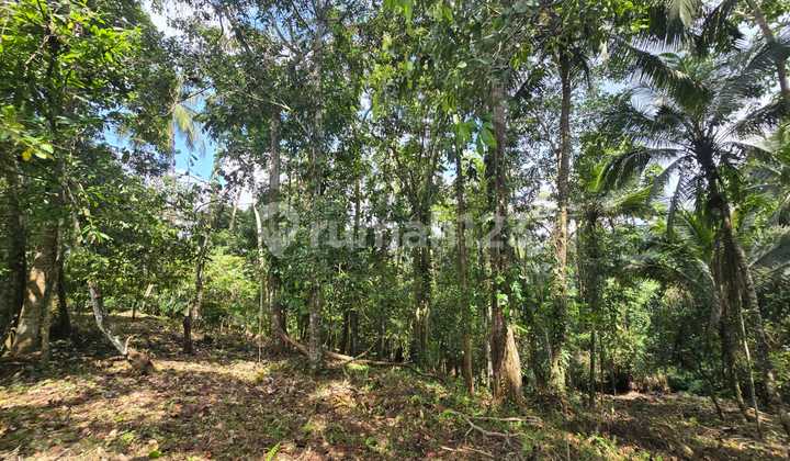 For Sale Cheap Durian Garden Land Below Market Price in Tabanan