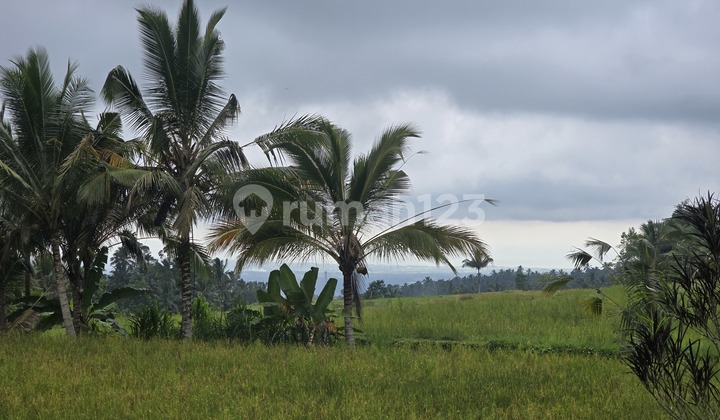 For Sale: Cheap Land with Rice Field Views, Hill, and Rocky Riverfront in Bali