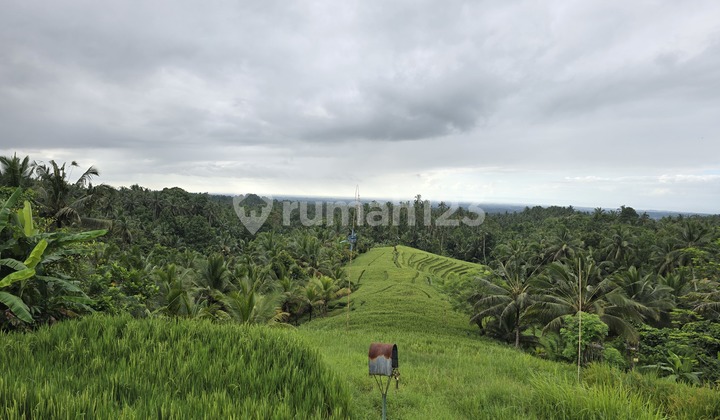 For Sale Cheap Garden Paddy Land Beautiful View Sea and Terraced Rice Fields in Bali