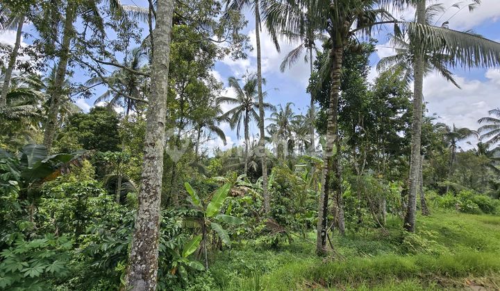 Land for sale: garden, rice field, and hill views in Tabanan, Bali.