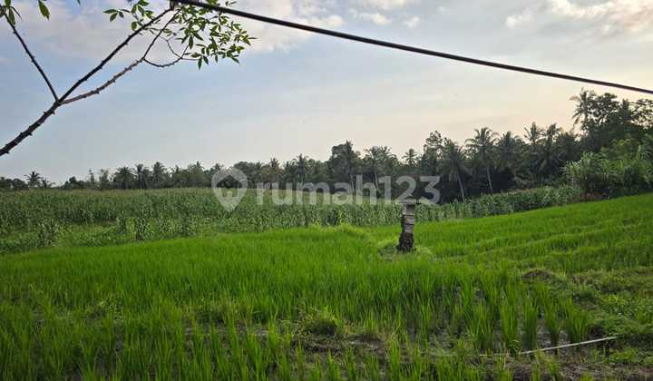 Land for sale with views of rice fields and river sheds in Bali.