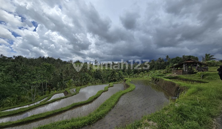Affordable Land for Sale with Garden, Rice Field, and Mountain View in Bali