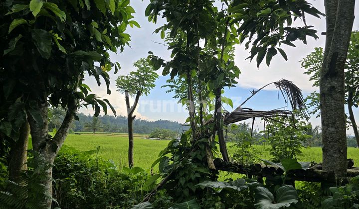 Land for sale. Garden view. Rice fields. Hill and mountain in Bali.