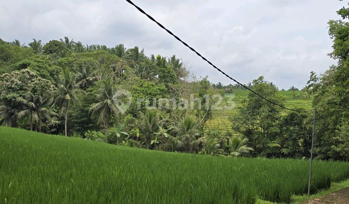 Dihuql Tanah Zona Yellow View.sawah Terasering.di.bali