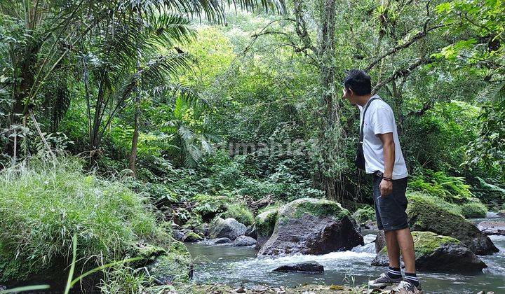 DIJUAL TANAH LOS SUNGAI DAN JUNGLE DI BALI 1