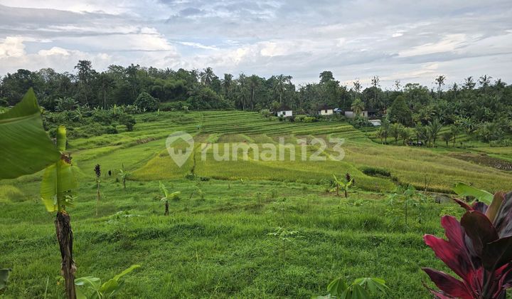 Land for sale. Rice field. View. Catik. Terraced rice fields in Tabanan, Bali.