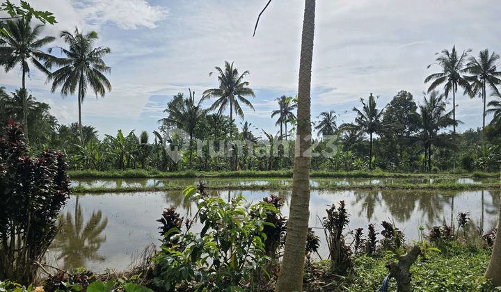 Land for sale in Bali with rice field view.