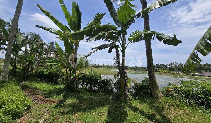 For Sale Flat Land Yellow Zone Rice Field View in Tabanan Bali