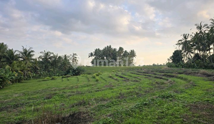 Dijual Tanah.kebun.view.sawah Murah Di.bali
