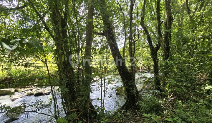For Sale Cheap Rice Field View River Land in Tabanan, Bali For Sale Cheap Rice Field View River Land in Tabanan, Bali