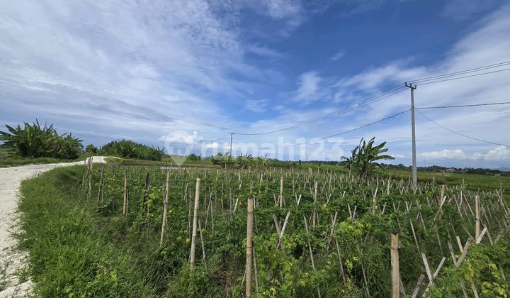 Dijual Tanah Murah View Laut dan Sawah Dekat Pantai Pasut