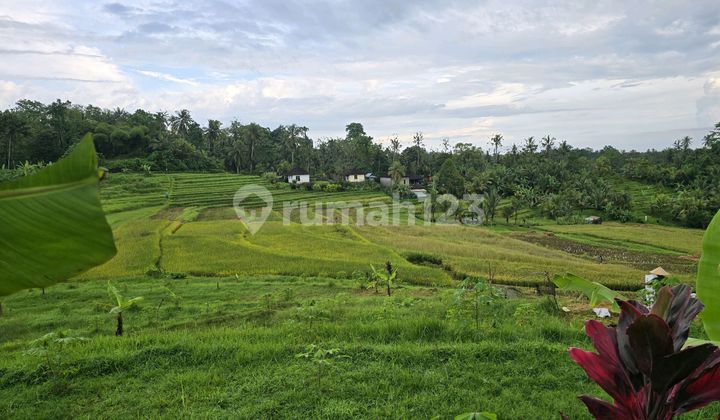 Land for sale. Rice field. View. Catik. Terraced rice fields in Tabanan, Bali.