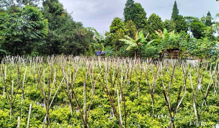 Cheap Sale Beautiful Corner Plot Mega Mendung Puncak Bogor West Java