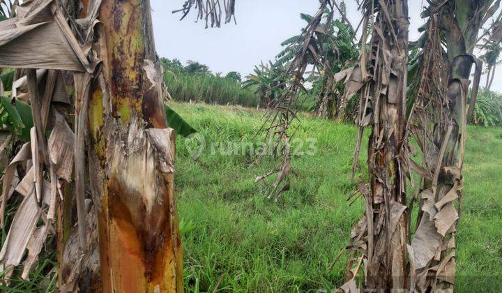 Tanah Cocok Dibangun Gudang Atau Cluster Di Kampung Bulak S7780 2