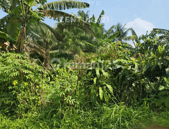 Tanah Struktur Datar Lokasi Strategis Bebas Banjir Di Bogor S9323