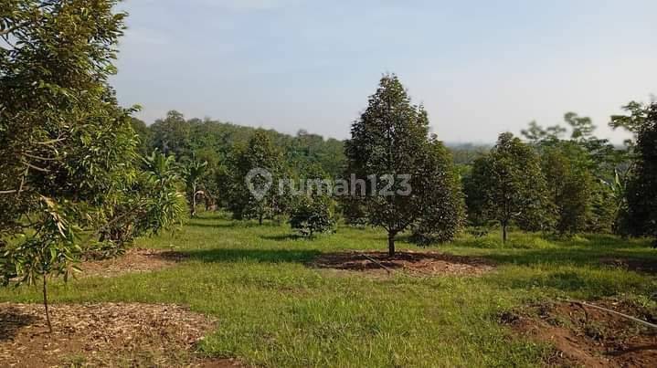 Tanah  Lahan Kebon Durian Rangkasbitung Lebak 2