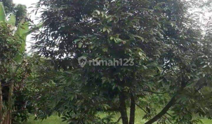 Kebon di Rangkas Bitung Lebak Tangerang Lokasi Strategis Nego 1