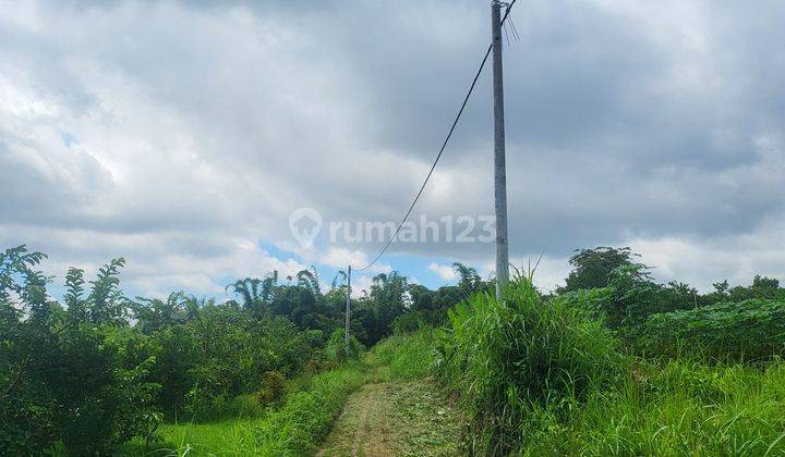 Tanah Murah Dekat Thursina International Boarding School Kampus Umm 2