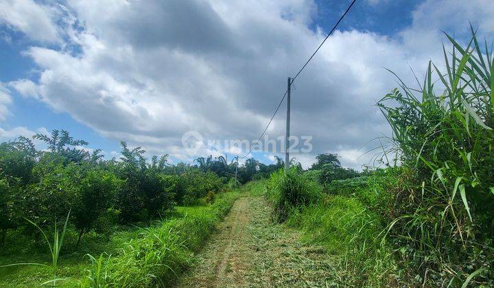 Tanah Murah 5 Menit Kampus Umm Kota Malang Lingkungan Asri 2