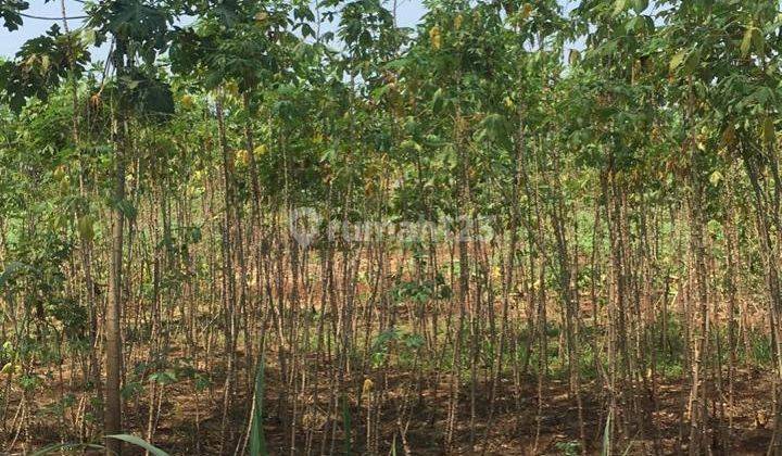 DISEWAKAN KAVLING KOMERSIL STRATEGIS MUNCUL, SERPONG 1