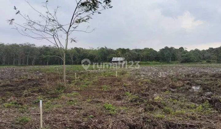 Tanah Kosong 2,3 Hektar di Jl Tugu Nenas Kac. Tambang, Kampar 2