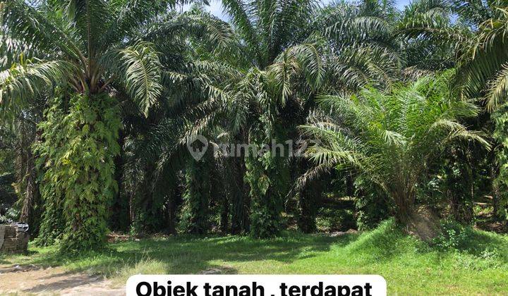 Tanah Dan Kebun Sawit Dijual di Km 6 Duri 2