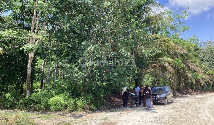 Lahan Kebun Karet Dijual di Tenayan Raya Pekanbaru 2