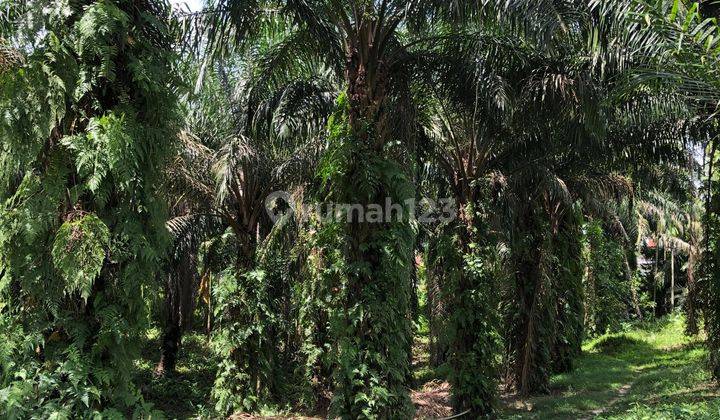 Tanah Dan Kebun Sawit Dijual di Km 6 Duri 2