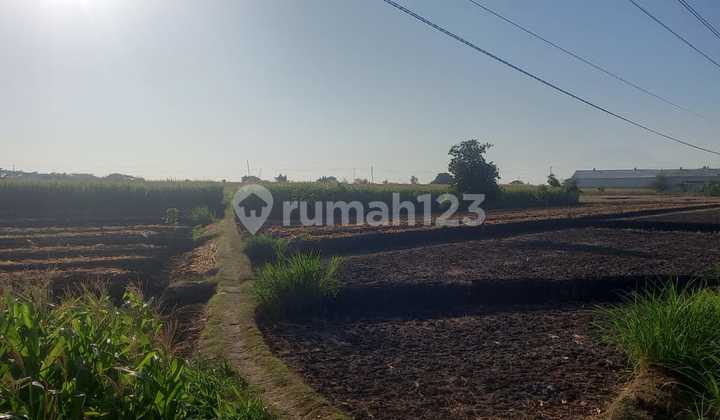 Industrial Zone Land Location Sumberlawang, Sragen Area 50 Hectares Industrial Zone Land Location Sumberlawang, Sragen Area 50 Hectares