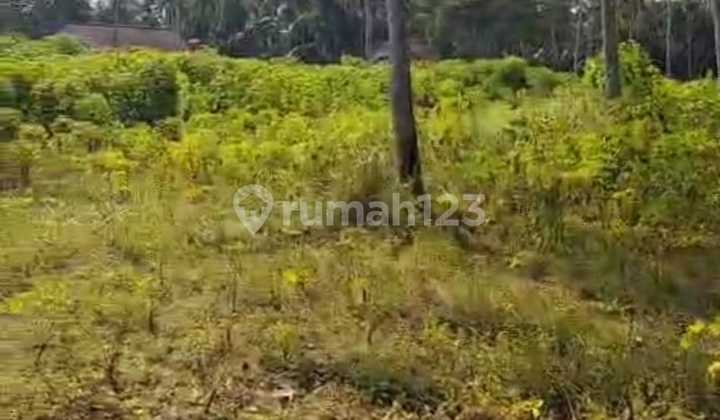 Lahan Pekarangan Lokasi Strategis Pengasih, Yogyakarta Luas 1 Ha