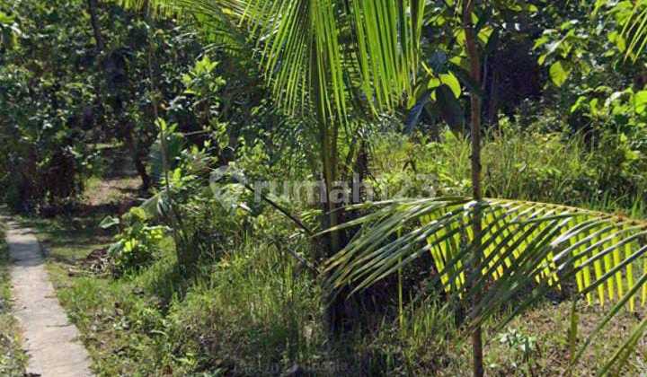 Lahan Pekarangan Lokasi Pengasih,Yogyakarta Luas 5 Ha Bu!!