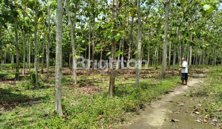 TANAH DI INDRALAYA DEKAT DISHUB INDRALAYA, OI, SUMATERA SELATAN, INDONESIA 1