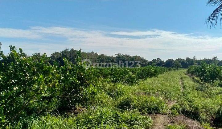 Tanah / Kavling Dekat Jalana Raya Dingkawang Pontianak  1