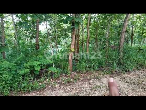 Dijual Tanah Mainroad di Tanjung Sari Gunung Kidul Yogyakarta