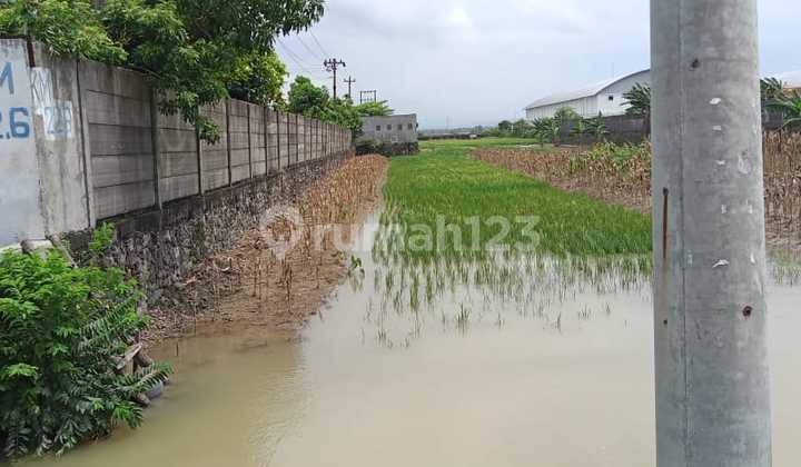 Dijual Tanah Lokasi Karangawen Demak Jawa Tengah