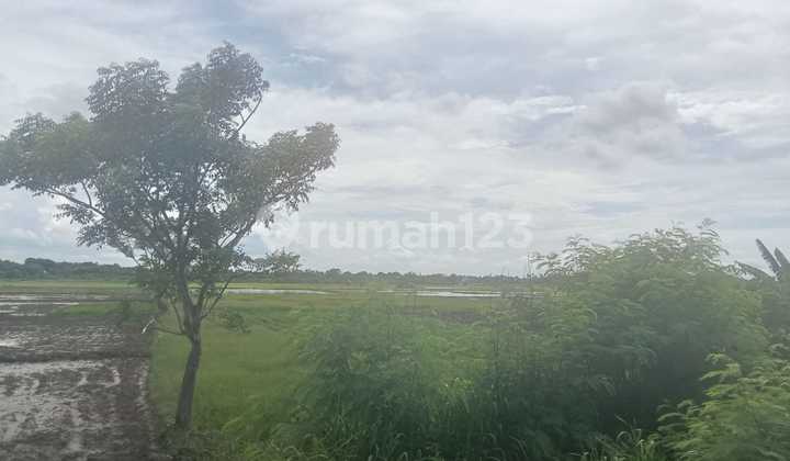 Dijual Tanah Sawah Di Desa Kelebet Kec. Kemiri Kab. Tangerang 2
