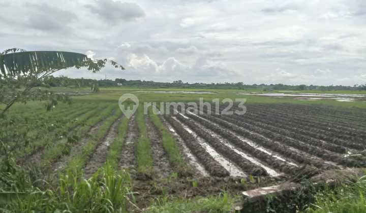 Dijual Tanah Sawah Di Desa Kelebet Kec. Kemiri Kab. Tangerang 1