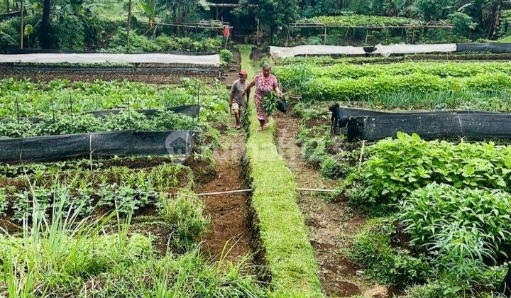 Dijual Tanah Kebun View Gunung Dekat The Highland Park Resort Ciapus