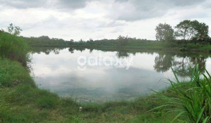 JUAL TANAH TAMBAK 4,5 HA TANAH MERAH SUMENEP MADURA 1