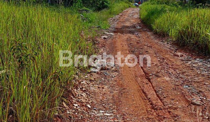 LAHAN DATAR RATA DI DAERAH SEPINGGAN 2